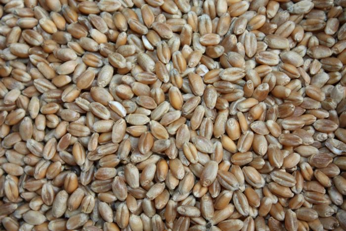 Grains de blé en vrac
