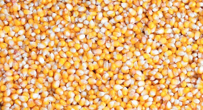 Grains de maïs en vrac