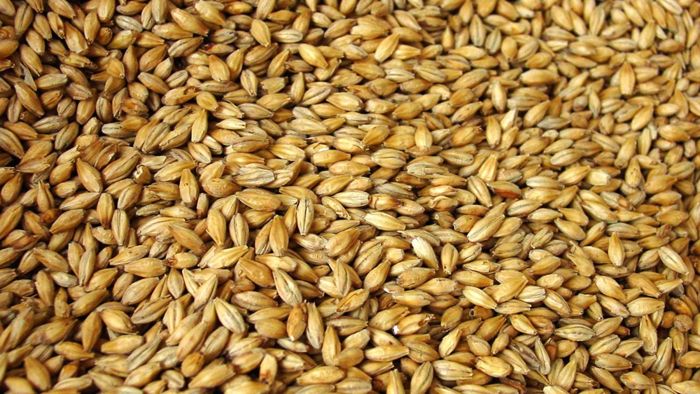 Grains d'orge en vrac