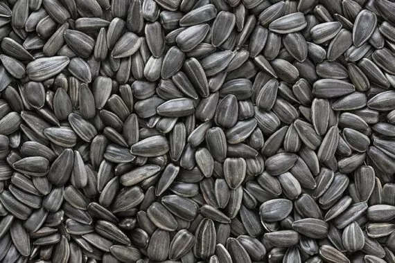 Graines de tournesol noires en vrac