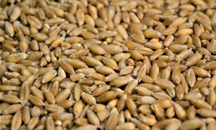 Grains de triticale en vrac